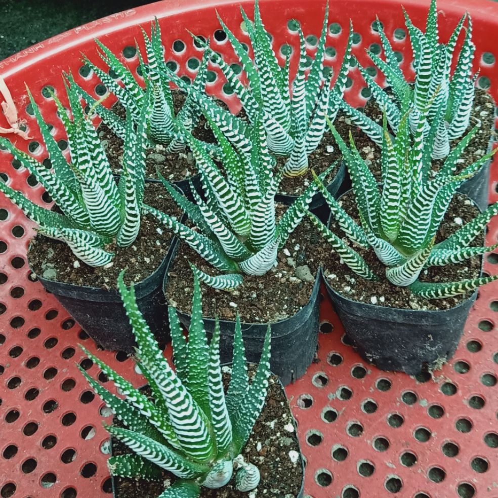 sen đá móng trắng size to