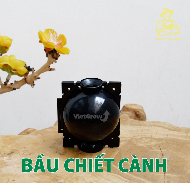 Combo 5 bầu chiết cành croco - size s , màu đen