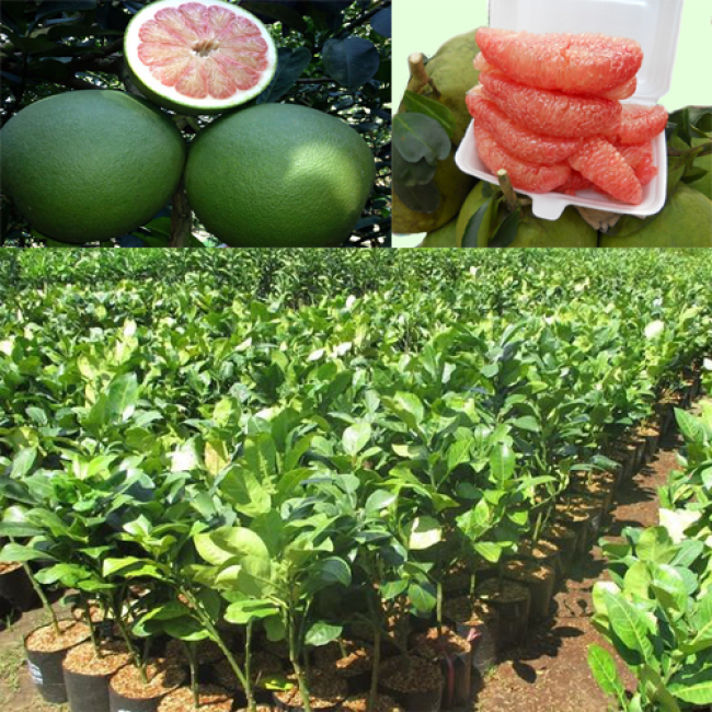 Cây bưởi da xanh ruột hồng