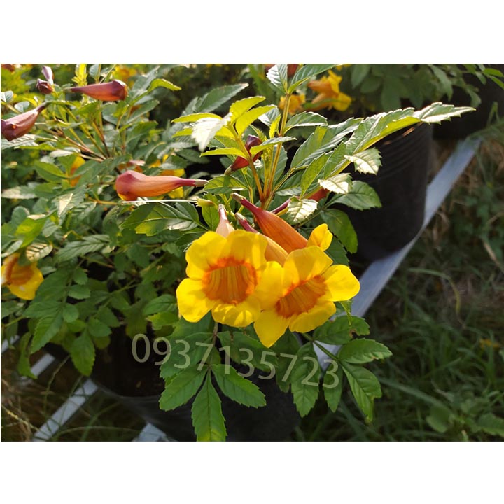 [HCM]Cây Hoa lan tiêu