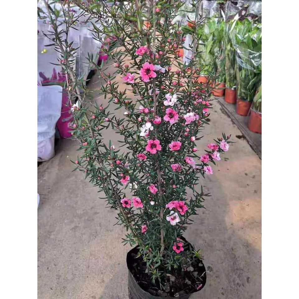 Cây tùng tuyết mai đang hoa-chậu cây lớn