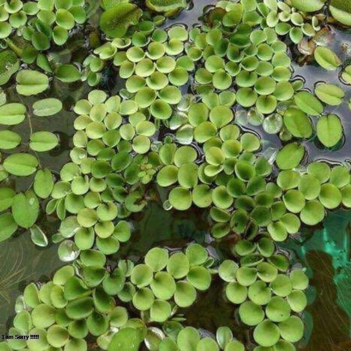 Combo 5 chùm bèo tai chuột thủy sinh lọc nước trang trí bể cá