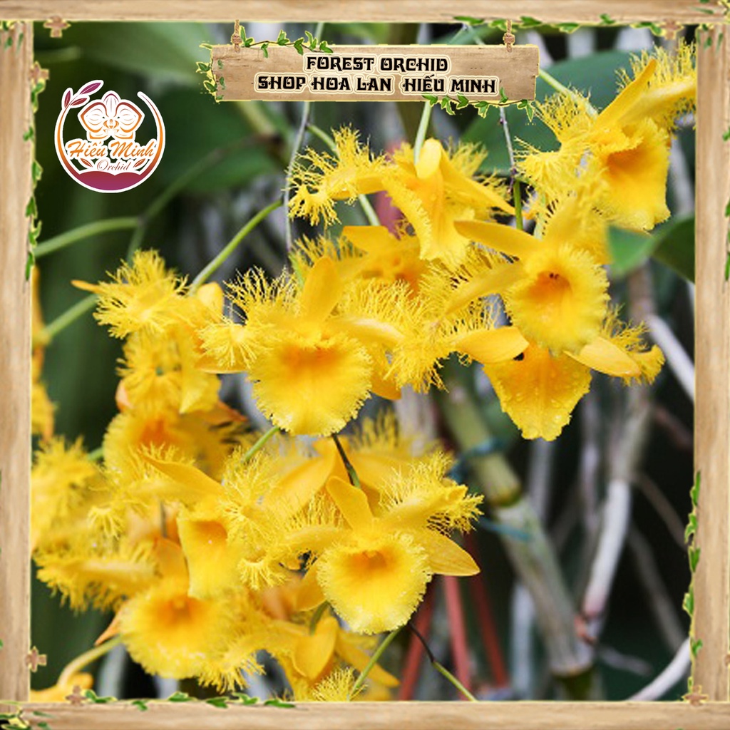 Hoa Lan đột biến Kiều Môi Tua, Phong lan rừng Tây Bắc, Lào, Cây Giống Giá Rẻ, Địa, Hồ Điệp