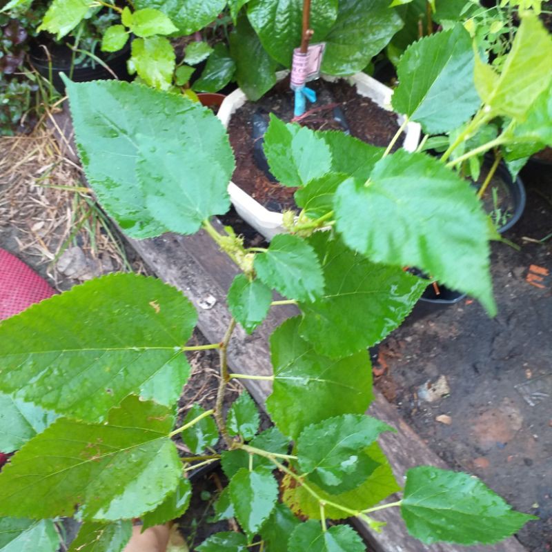 chậu cây dâu tằm ăn trái như hình.