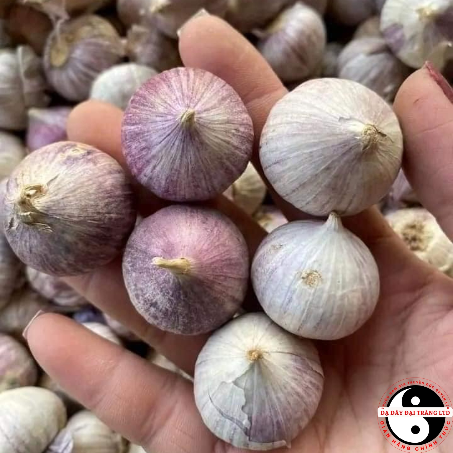 Tỏi cô đơn Phù Yên - Sơn La loại 1. Đặc sản tỏi cô đơn, tỏi 1 nhánh làm tỏi đen lý sơn, phan rang, hải dương, sơn la