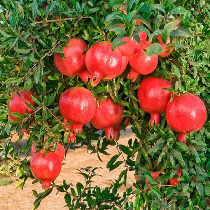 Cây giống lựu đỏ