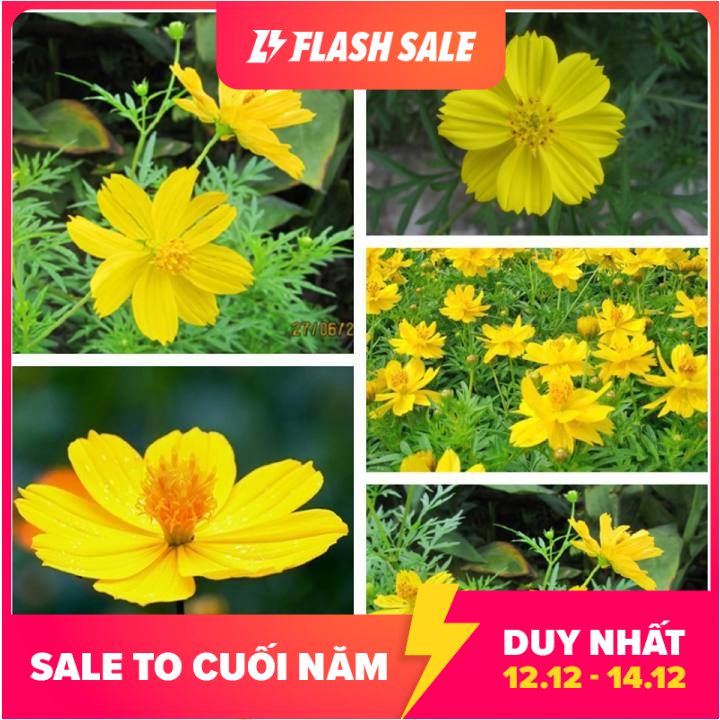 HG5B GÓI 20 HẠT GIỐNG HOA CÁNH BƯỚM VÀNG LÙN KÉP