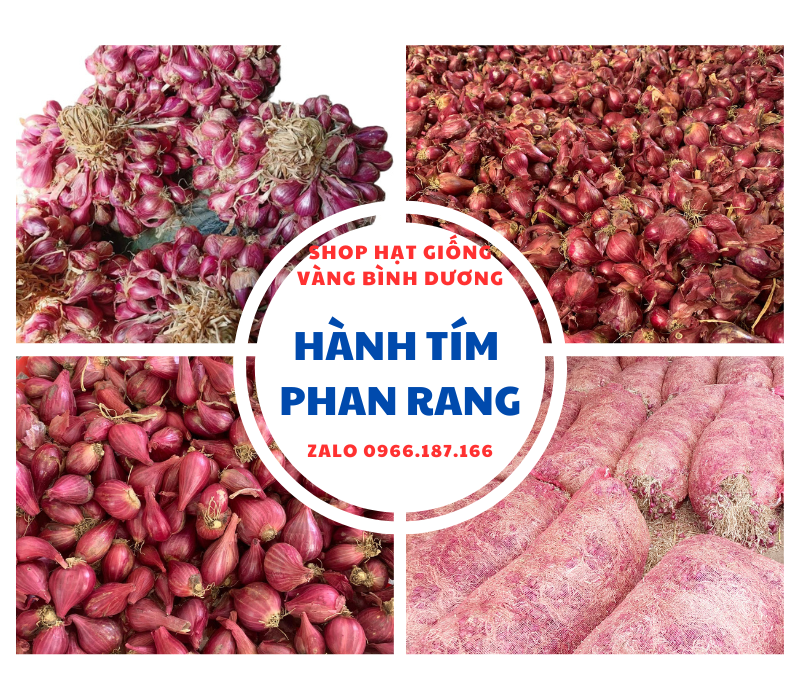 Hành tím Phan Rang