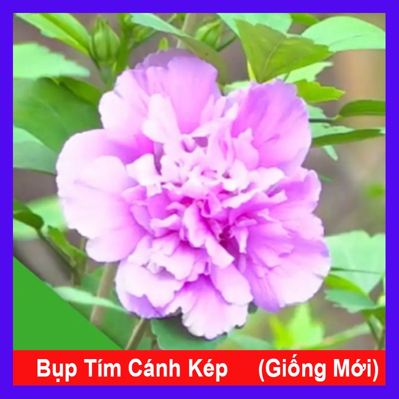 Cây Hoa Dâm Bụt Tím cánh kép giống mới - cây cảnh sân vườn - caykiengsadec