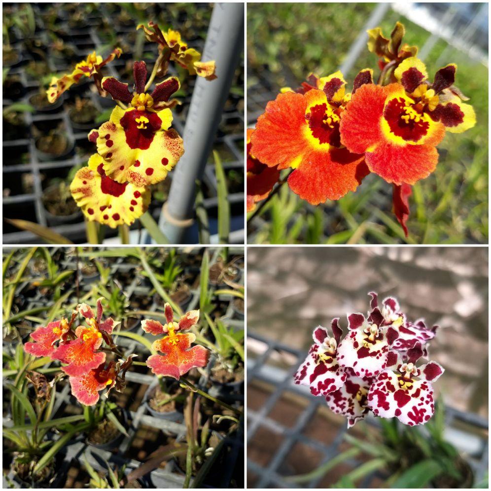 Combo 4 cây vũ nữ bút chì gần cho hoa giá 120k/ 4 chậu. Hoa ngẫu nhiên rất nhiều màu.