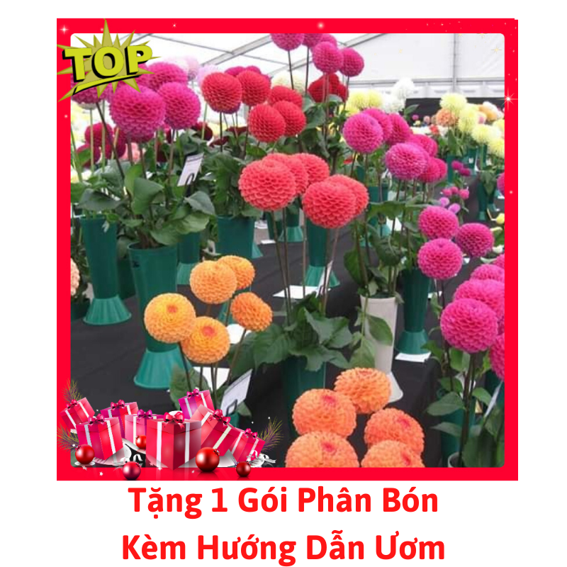 [Lấy mã giảm thêm 30%] Gói Hạt Giống Hoa Thược Dược Tổ Ong Nhiều Màu