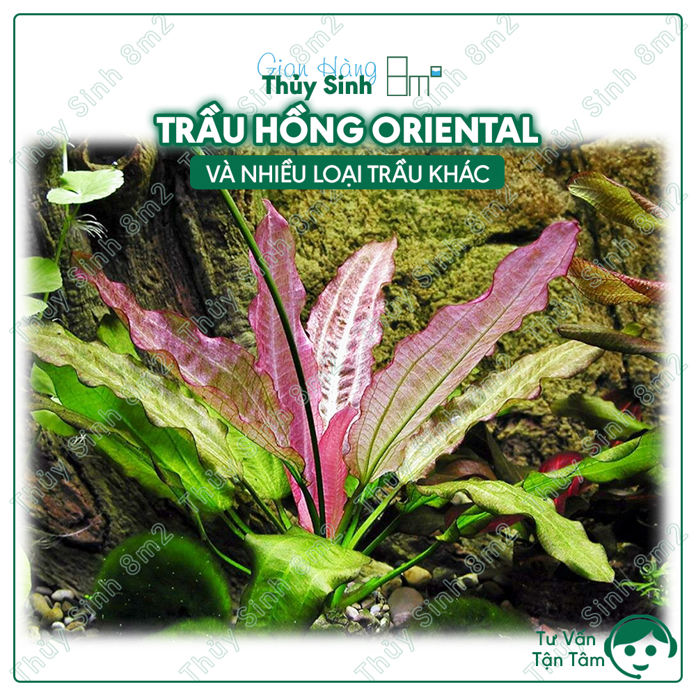 Các dòng trầu thủy sinh | trầu lùn tropica, trầu hồng oriental, trầu iguazu 09 | 8m2