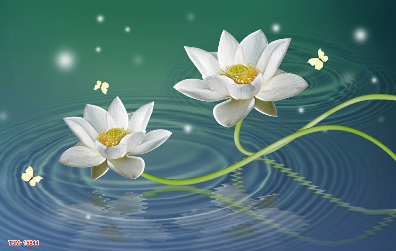 Tranh dán tường hoa sen 3D in trên chất liệu lụa cao cấp