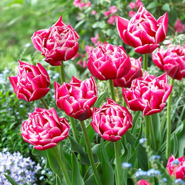 Bộ 5 củ giống hoa tulip hoa kép hoa màu đỏ Abba