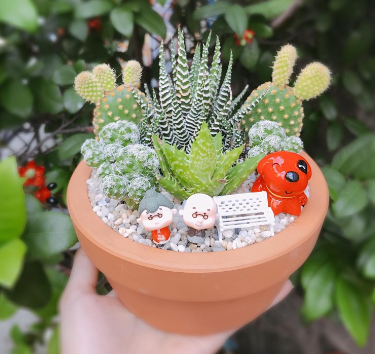 TIỂU CẢNH SEN ĐÁ XƯƠNG RỒNG + CHẬU SỨ + TIỂU CẢNH TRANG TRÍ NHƯ HÌNH