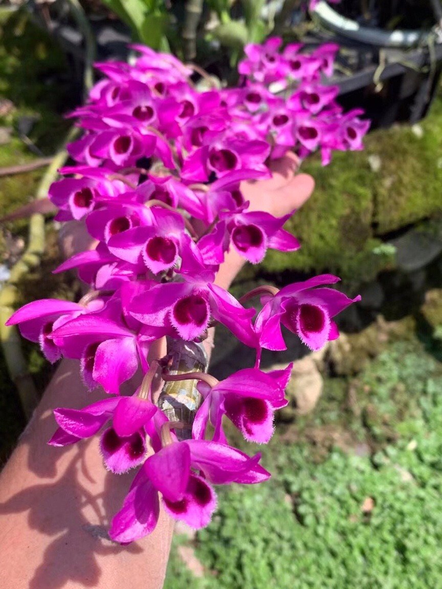 Trầm giống siêu đỏ bộ 3 cốc