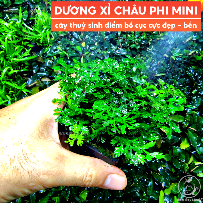 Cây dương xỉ châu phi mini | cây thuỷ sinh điểm bố cục cực đẹp