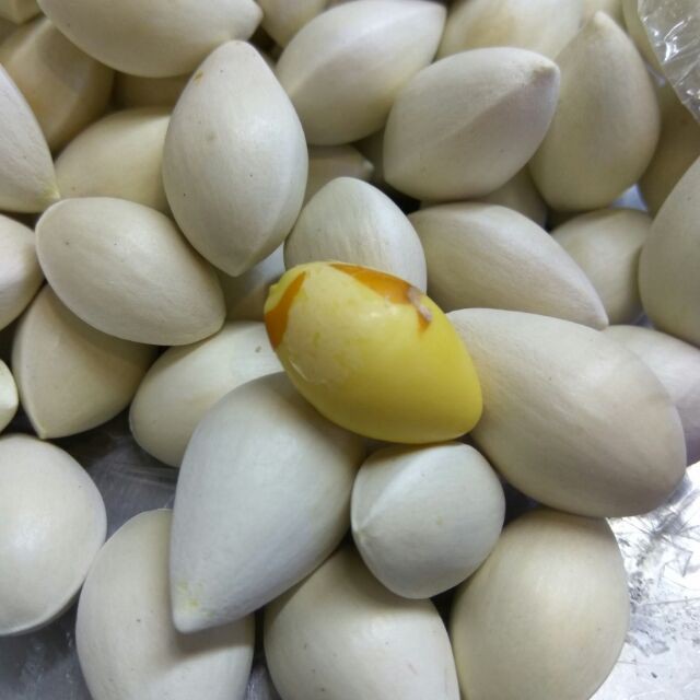 Loại 1 - bạch quả tươi nguyên vỏ 1kg