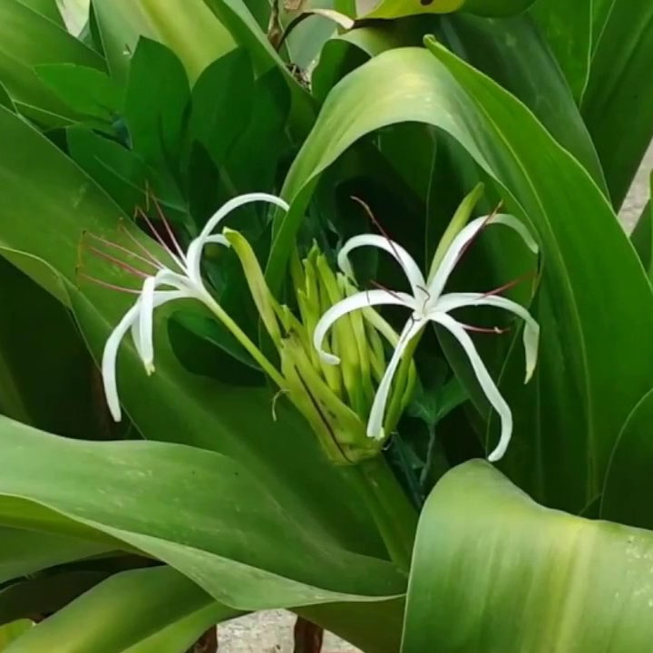 Cây náng hoa trắng