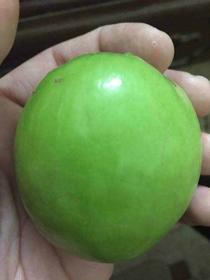 Cây giống táo t5 năng suất cao combo 2 cây - FREE SHIP TỪ 50K