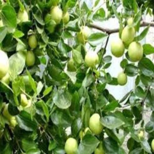 Cây giống Táo Thái miền Bắc cây giống chuẩn sai quả