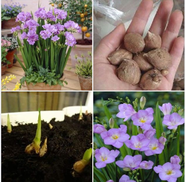 Củ giống hoa lan nam phi hoa màu tím-1 củ và 1 viên nén kích thích ươm hạt