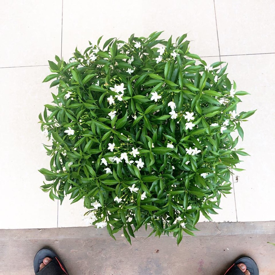 Bầu cây giống mai vạn phúc
