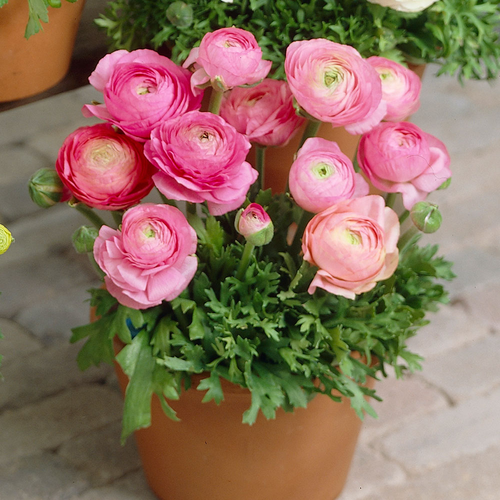 Củ hoa hồng mao lương màu hồng (1 củ - kèm 1 viên nén ươm củ )