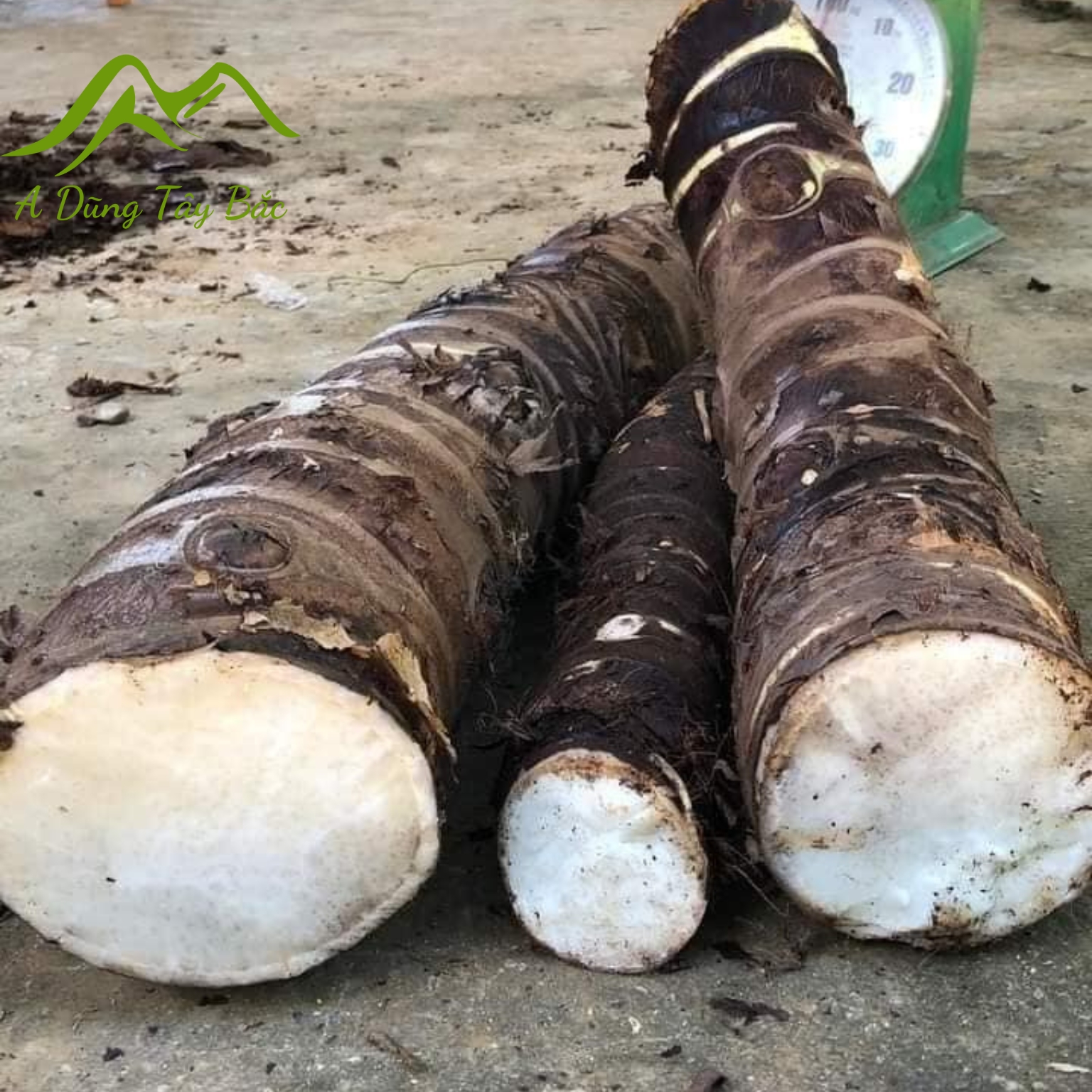 Củ bạc hà núi, củ ráy rừng tươi Tây Bắc loại 1. Củ bạc hà núi, củ ráy dại tươi, khô củ to già, lâu năm