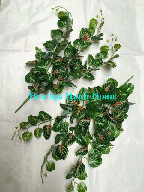 Bụi rủ lá 3 nhánh - cây cỏ giả