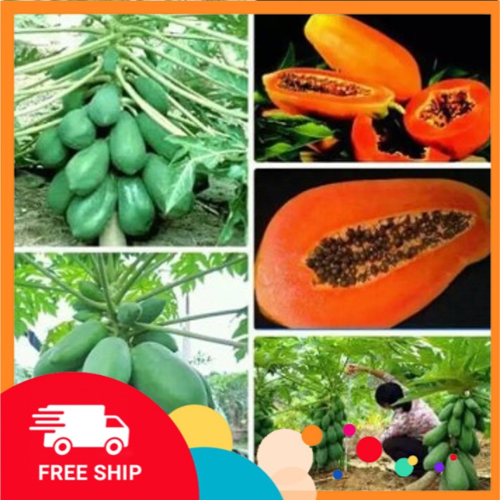 combo 3 cây ĐU ĐỦ ĐÀI LOAN giống, cây lùn, siêu quả, siêu ngọt