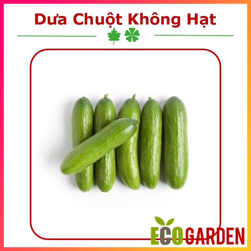 Hạt Giống Dưa Chuột (Dưa Leo) Không Hạt Trái Ngắn Năng Suất Cao (15H) (ECO.371)