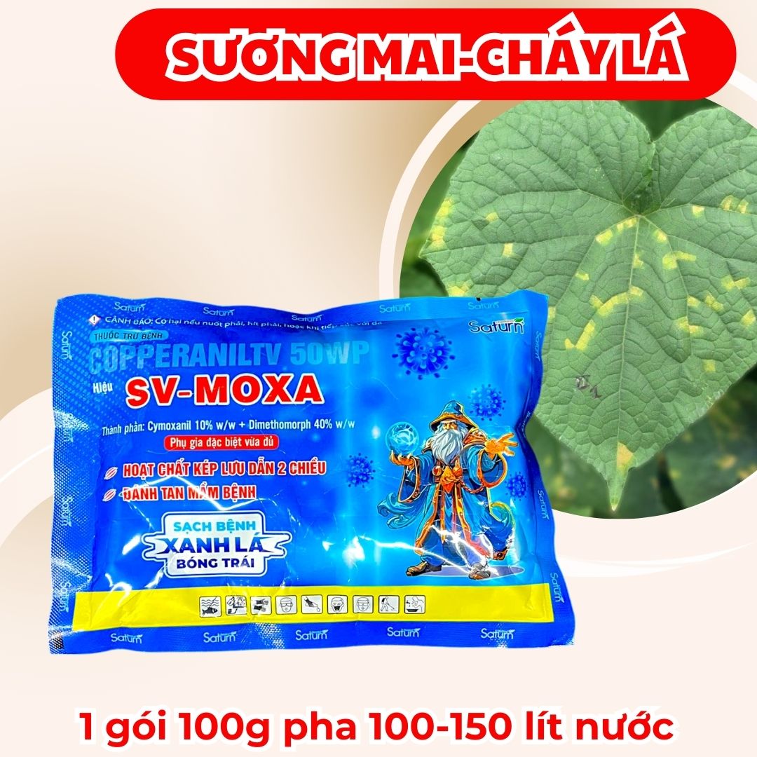 Sv-Moxa Control of Cucumber Downy Mildew - Cucumber Leaf Spot - Cucumber Leaf Blight - Cucumber Leaf Disease Fungi