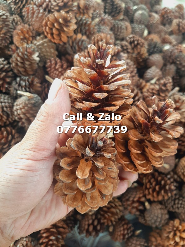 Trái thông khô trang trí Đà Lạt, phân loại 1kg trái Trung