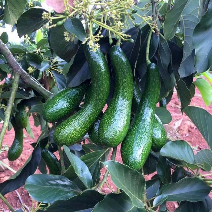 Cây giống BƠ 034 siêu quả - hàng cây giống CHUẨN F1 + Tặng 2 Cây Quế Giống