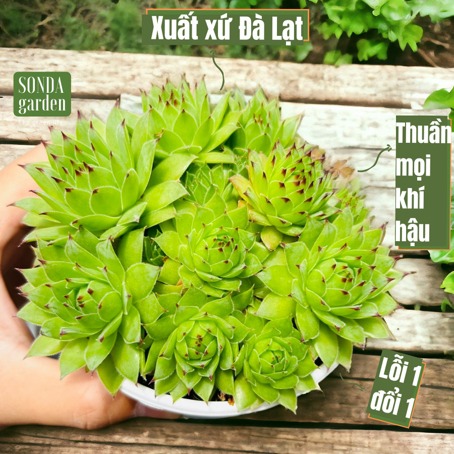 Sen đá phật bà SONDA GARDEN size trung bình 10cm, cây cảnh trang trí nhà cửa, lỗi 1 đổi 1