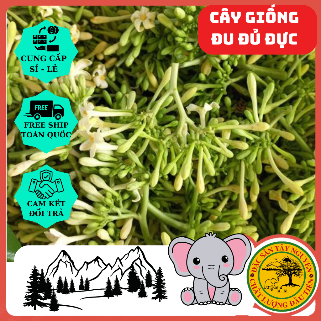 Cây giống đu đủ đực siêu hoa. Chuẩn giống 100% . thu bói sau 3 tháng trồng || Đặc Sản Tây Nguyên 48 Đăk Nông