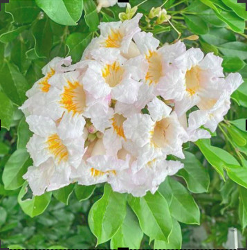 Cây giống Nguyệt Quế Thái - Trang Flowers