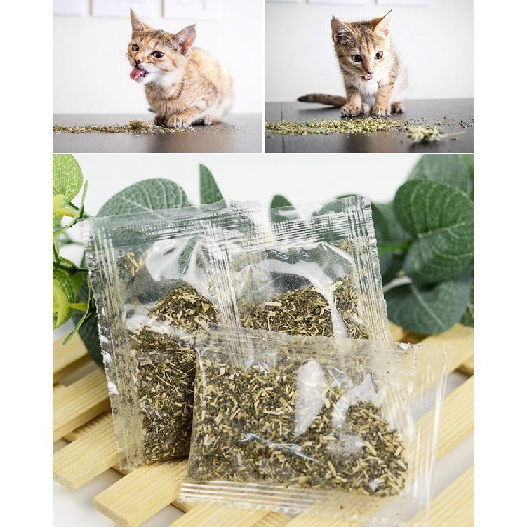 Cỏ mèo ngửi Catnip cỏ bạc hà cho mèo ngửi để phê