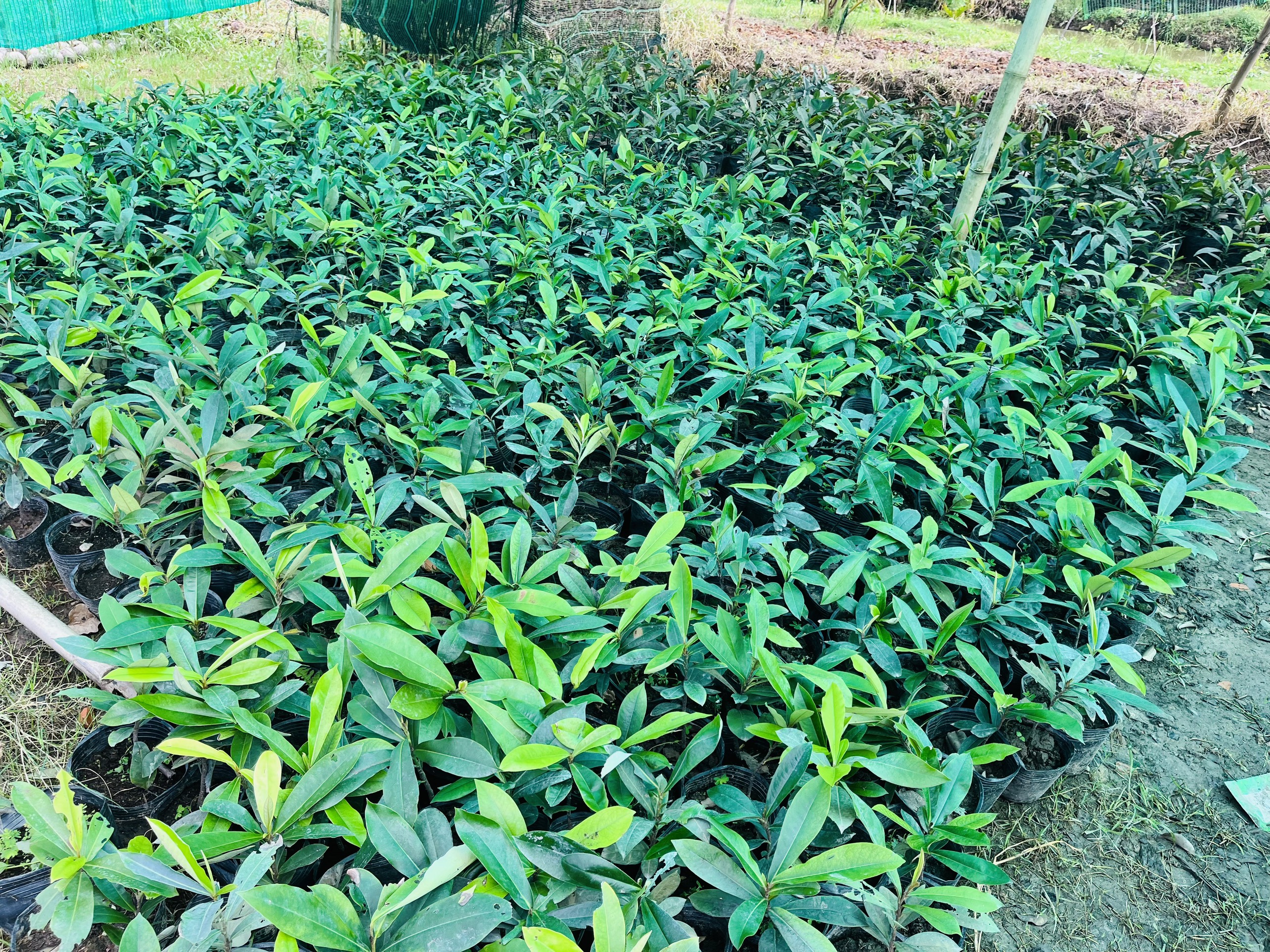 Cây giống hồng nhung 30-40cm