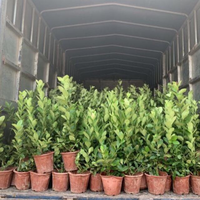 Cây giống chanh vàng mĩ nhập khẩu cây cao 1.m