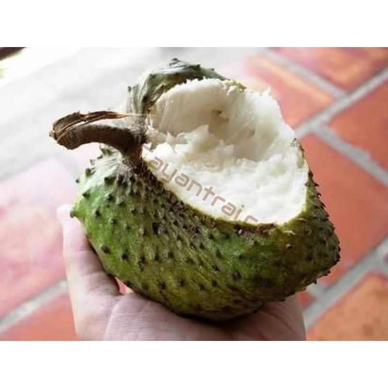 Cây giống mãng cầu xiêm ko hạt