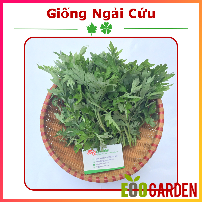 Hạt Giống Cây Ngải Cứu (50H) (ECO.015)