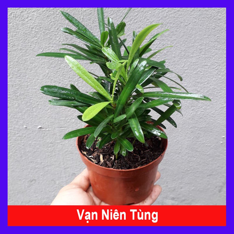 Vạn Niên Tùng - Cây Tùng La Hán - cây cảnh mini - cây cảnh để bàn - caykiengsadec