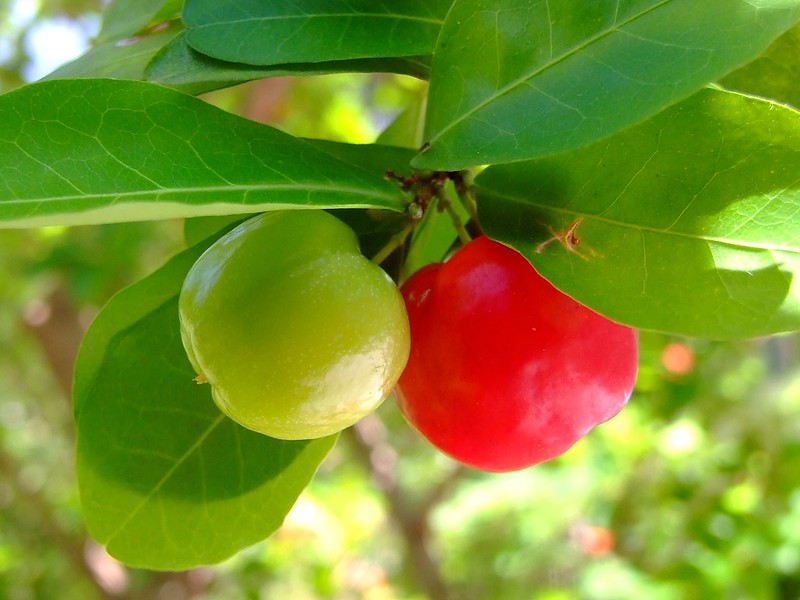 Cây sơ ri ngọt, cây giống sơ ri ngọt chuẩn giống