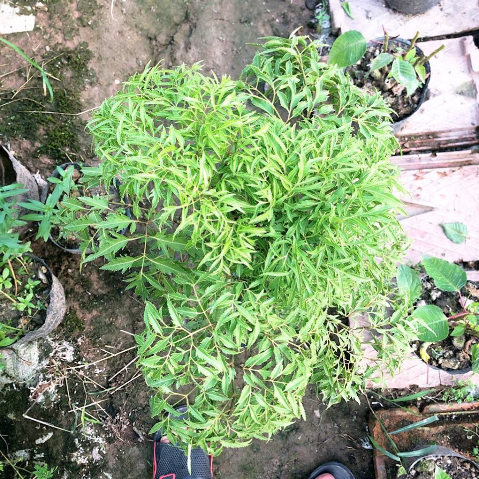 Cây đinh lăng trưởng thành cao 50-60cm