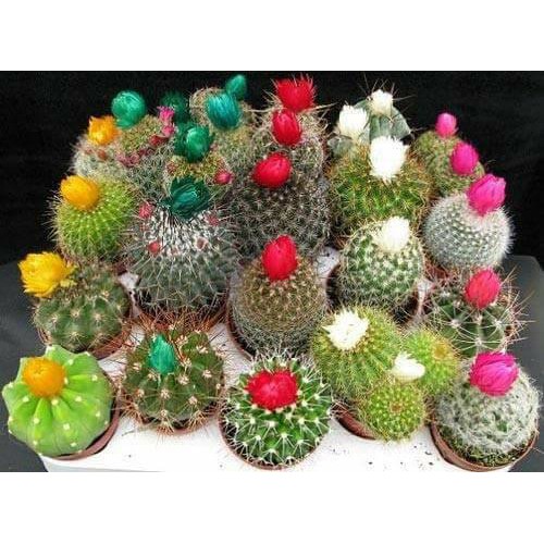 Hạt Giống Hoa Xương Rồng Nhiều Màu