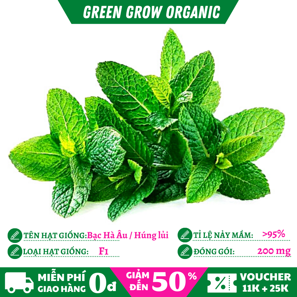 Hạt giống Bạc Hà Âu chịu nhiệt tốt, hạt giống rau MS162 GREEN GROW ORGANIC