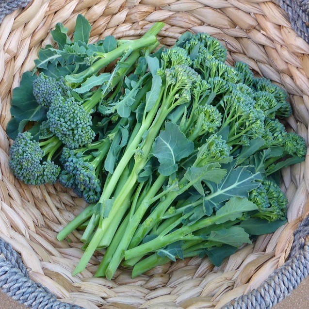 100H_HẠT GIỐNG SÚP LƠ BABY XANH (SIÊU DỄ TRỒNG)