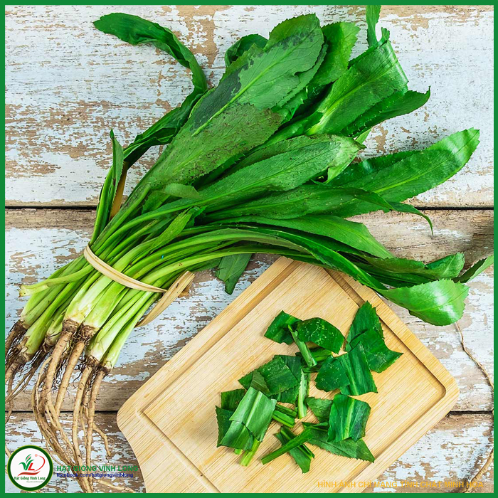 Hạt giống rau Ngò gai TN 22 - 1g, hiệu Trang Nông chất lượng, nảy mầm cao